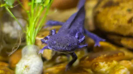 How Do Axolotls Regenerate Limbs with Precision?