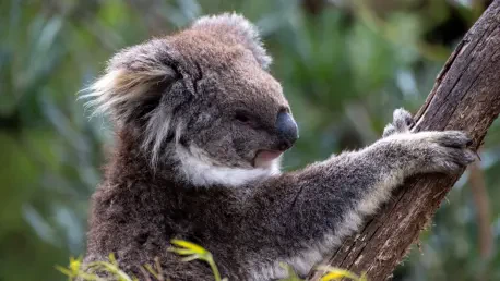 Koala Population Declines Predate Human Arrival in Australia